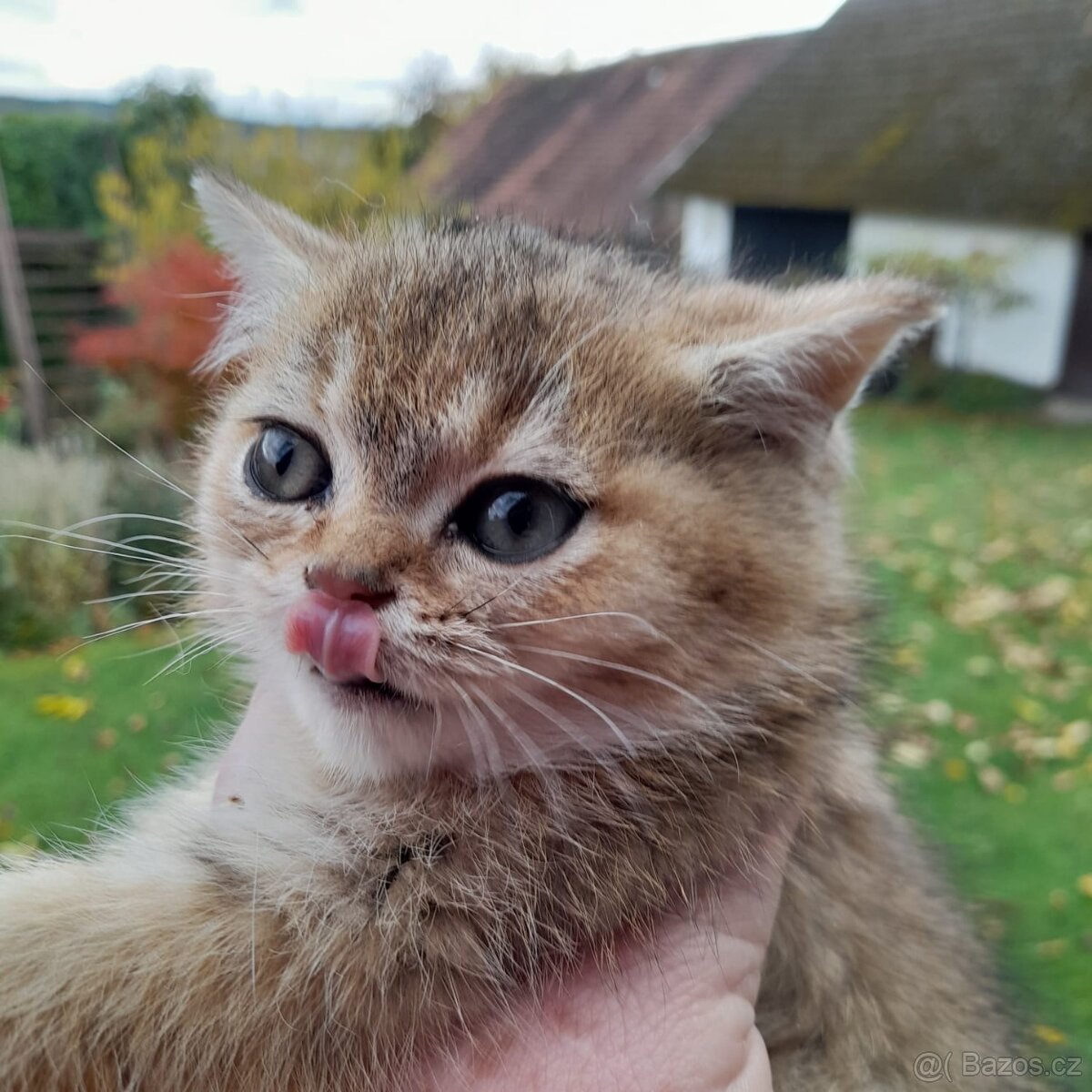 Britská kočka - 2