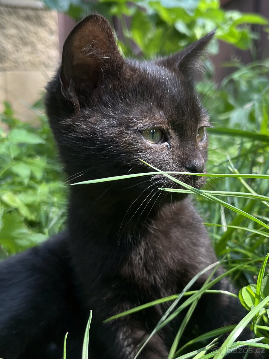 Kotě mainské mývalí Čert - 2