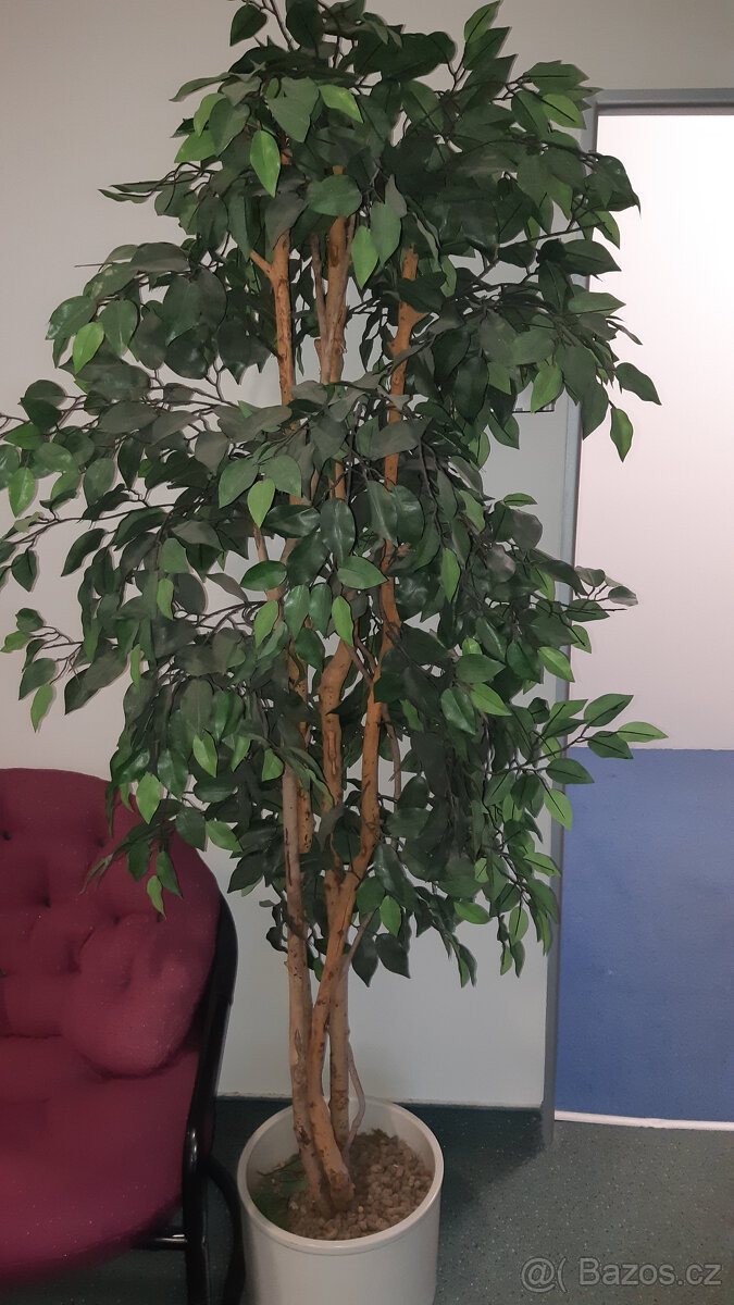 Fíkus Benjamin umělý 180 cm, 2 kusy - 2