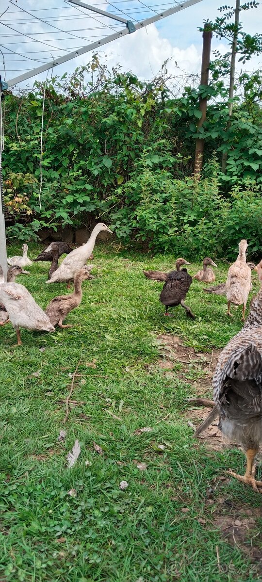 Indický běžec - 2