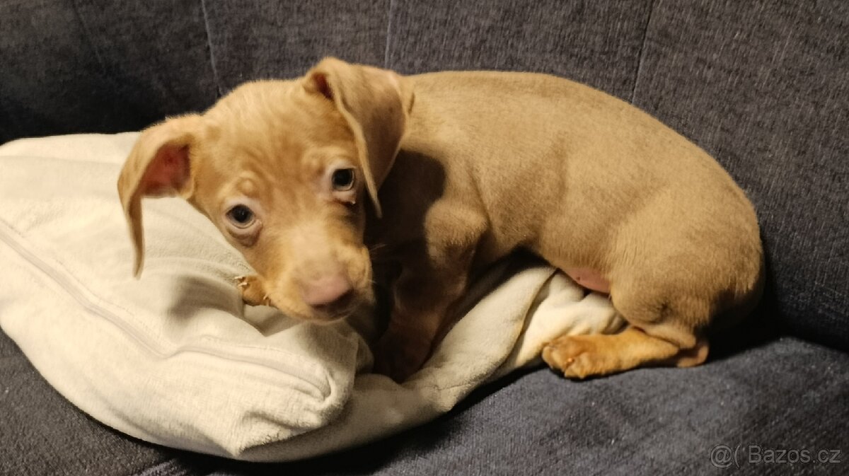 Jezevčík trpasličí pejsek bez PP - 2