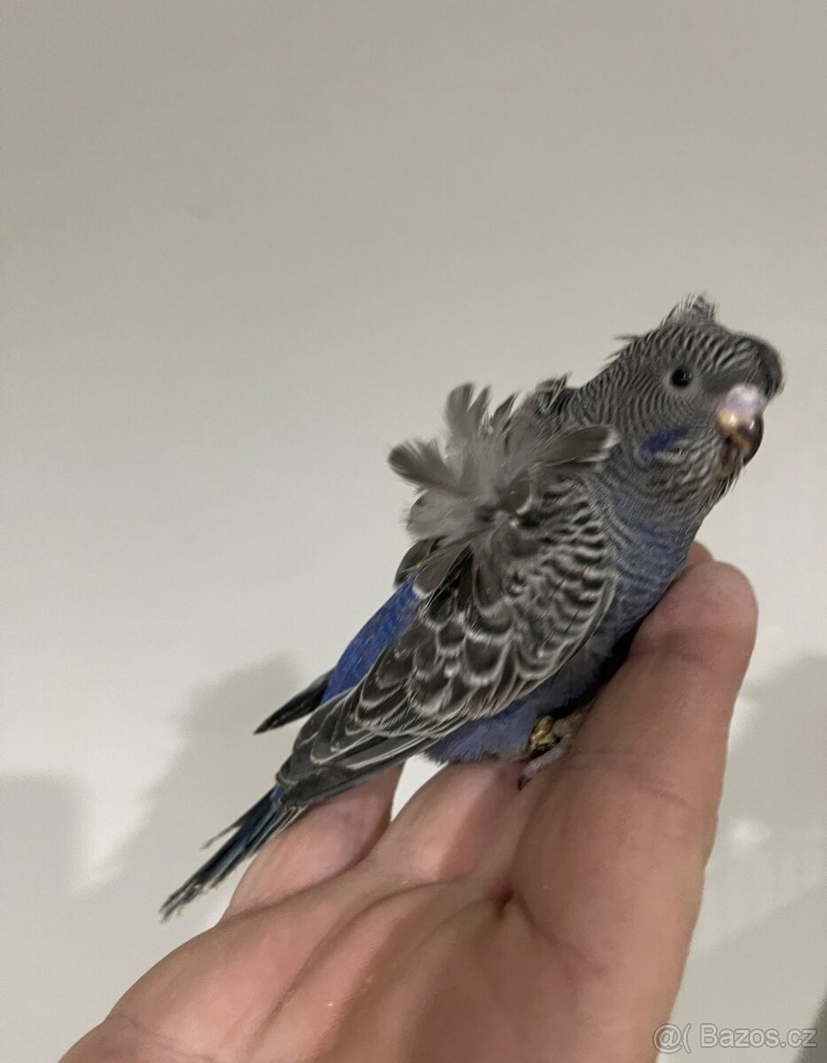 Andulka Blackface Hagoromo (helikoptéra) - 2