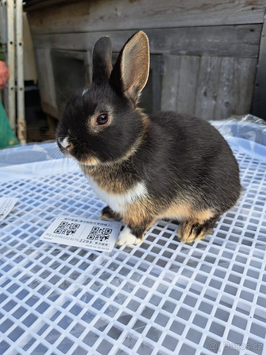 Zakrsly kralicci - 2