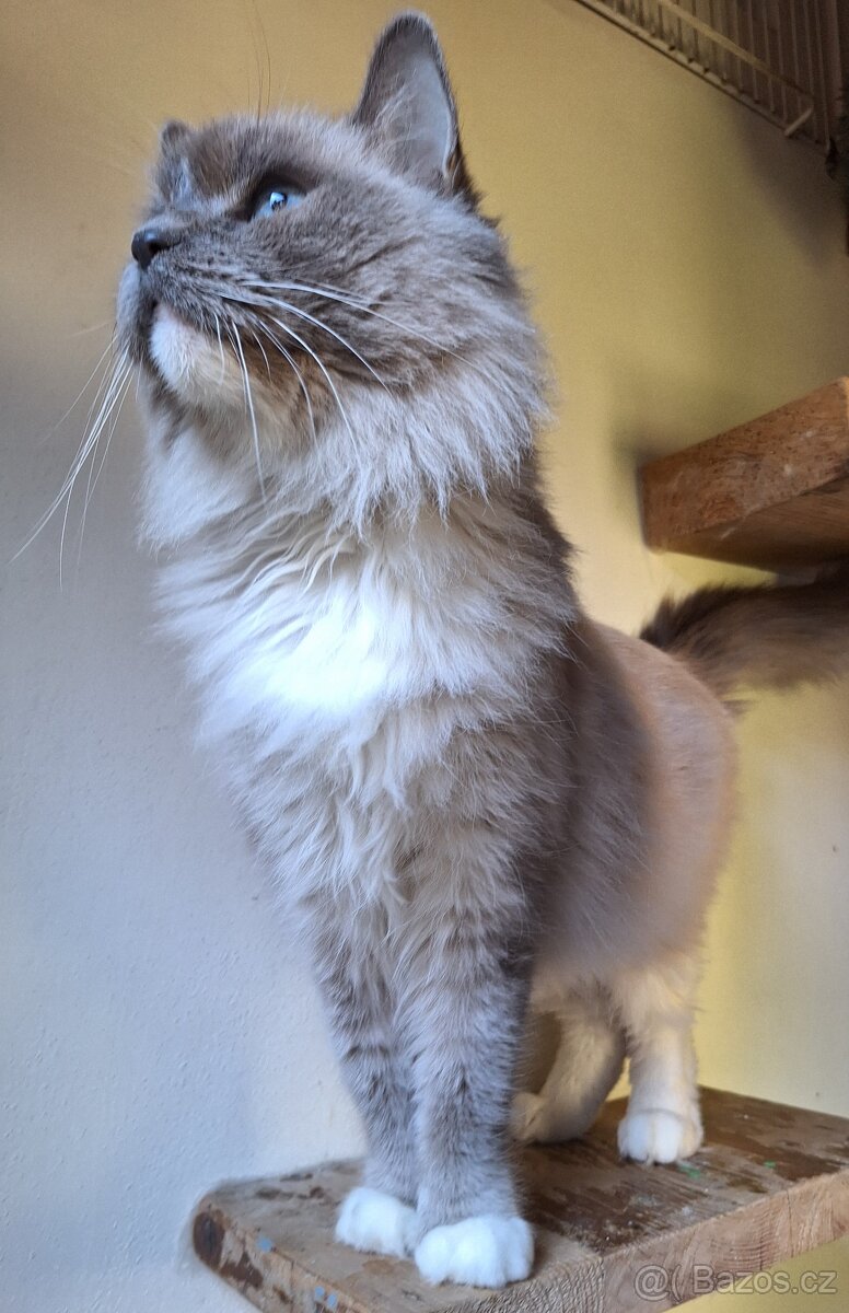 Krásná Ragdoll kočička s pp - 2