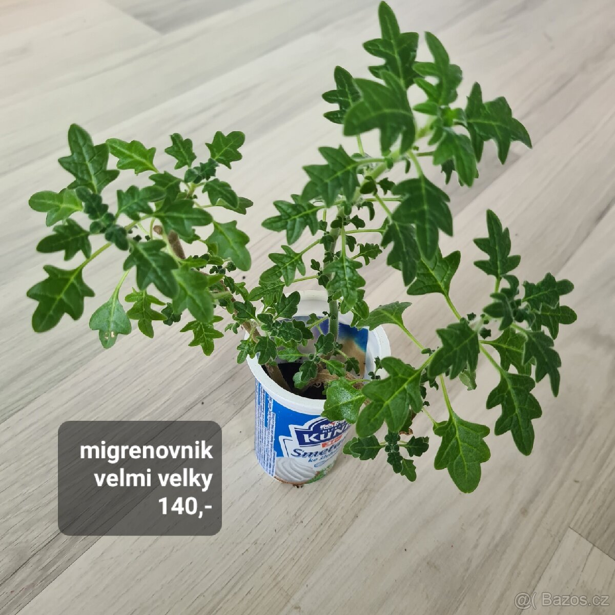 Pokojovky / pokojove rostliny - 2