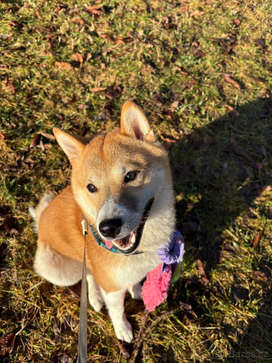 Shiba Inu krytí - 2
