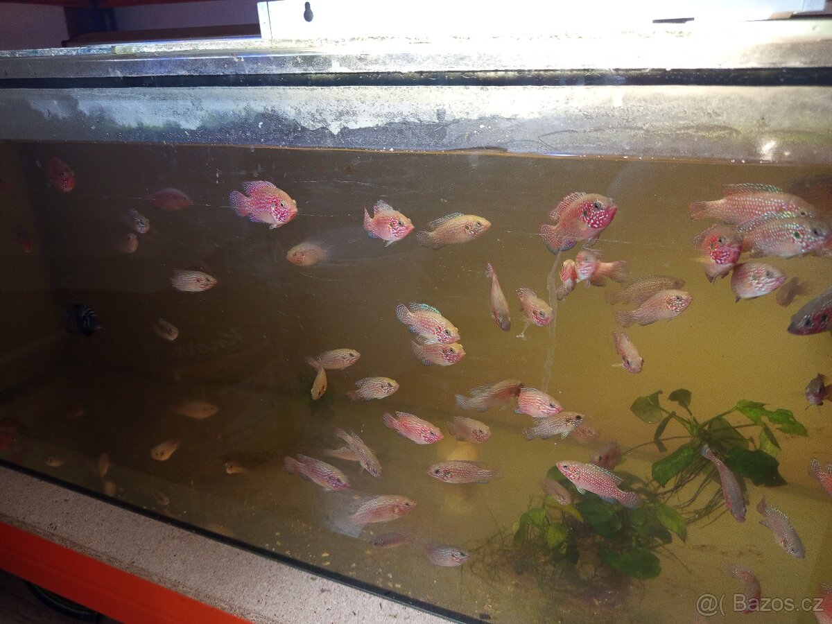 Perlovky,pestřenciBlue Parrot - 2