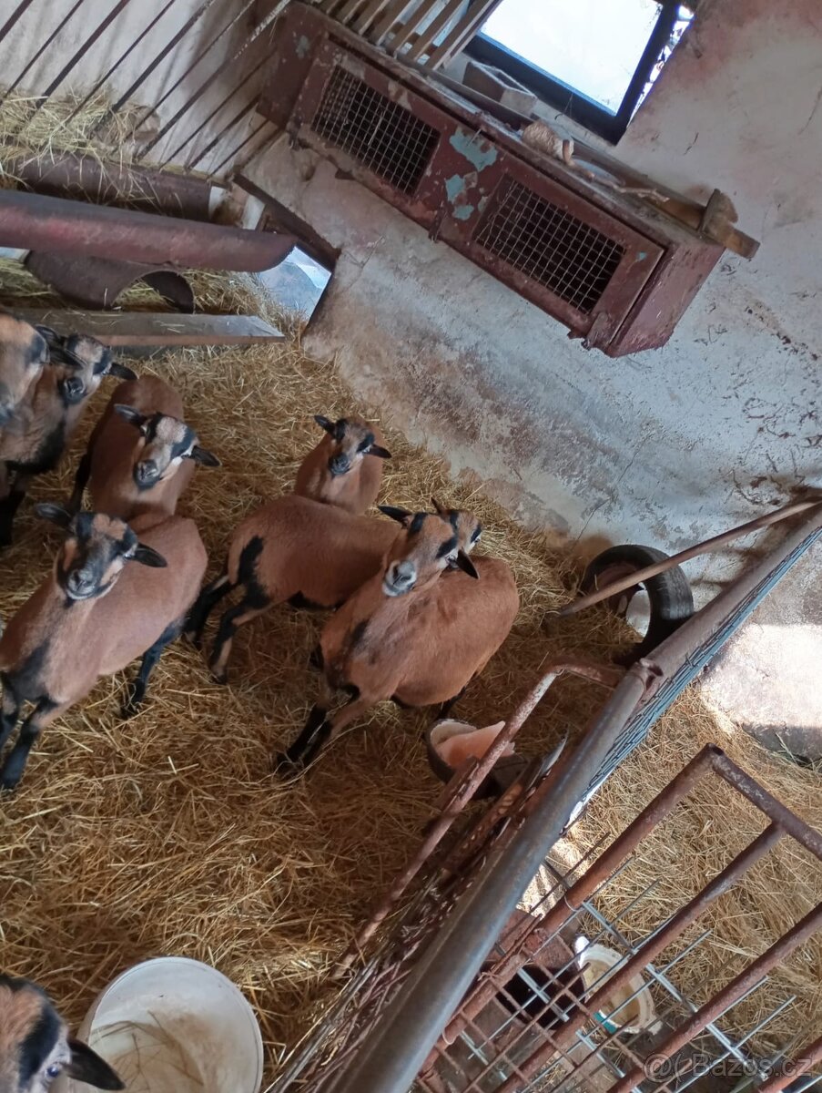 Kamerunská jehňata - 2