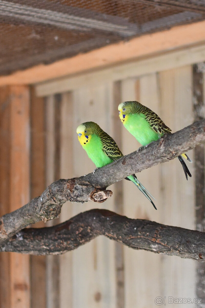 Papoušek vlnkovaný (Melopsittacus undulatus) - 2