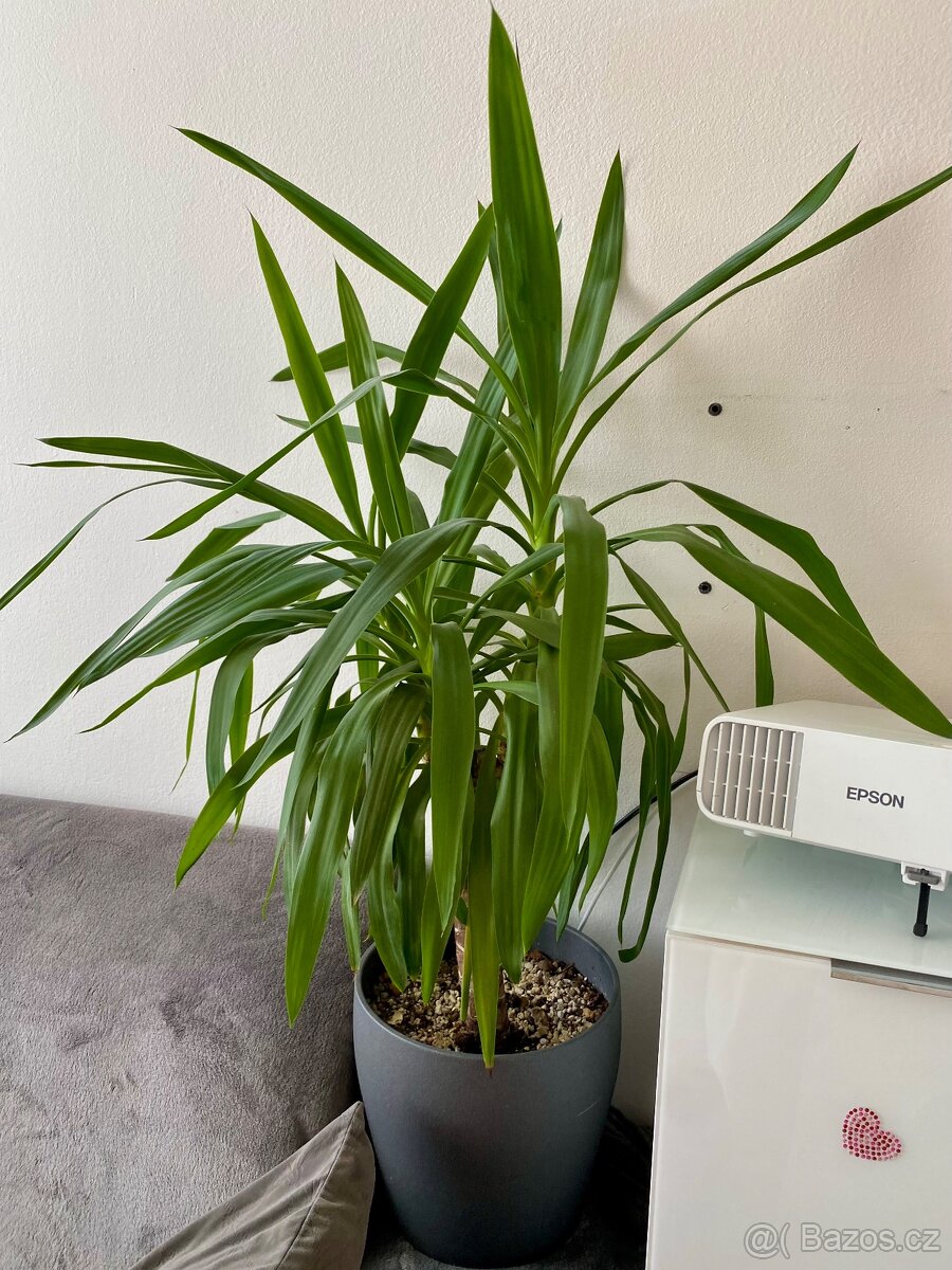 Yucca 110 cm včetně květináče - 2