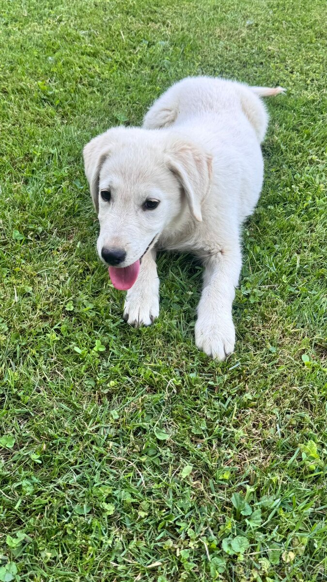 Labradorský retrívr - 2