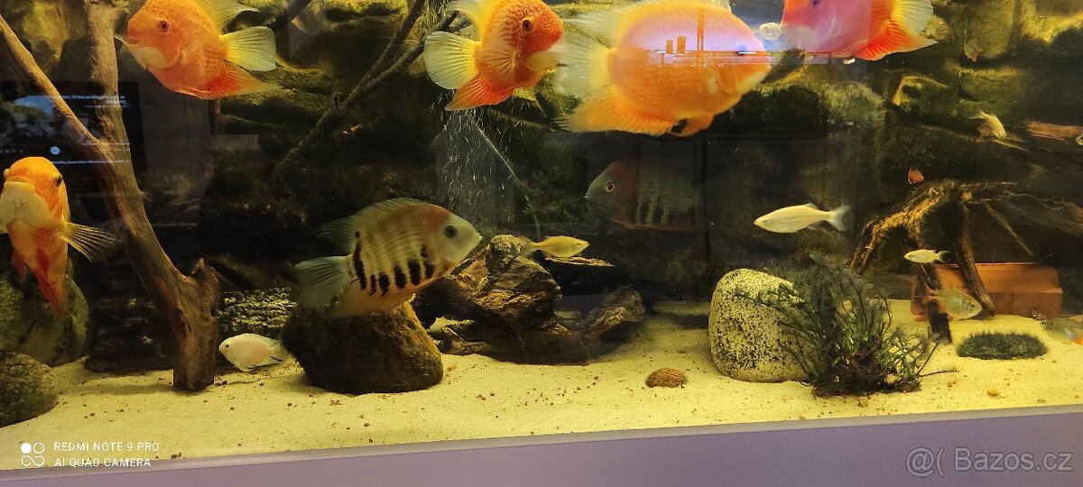 Heros severum rotkeil - 2