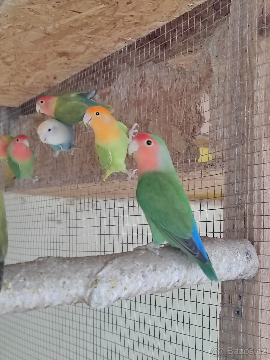 Agapornis růžohrdlý - 2