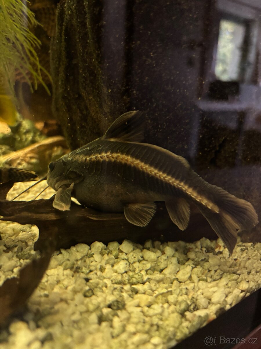 Akvarium - 2