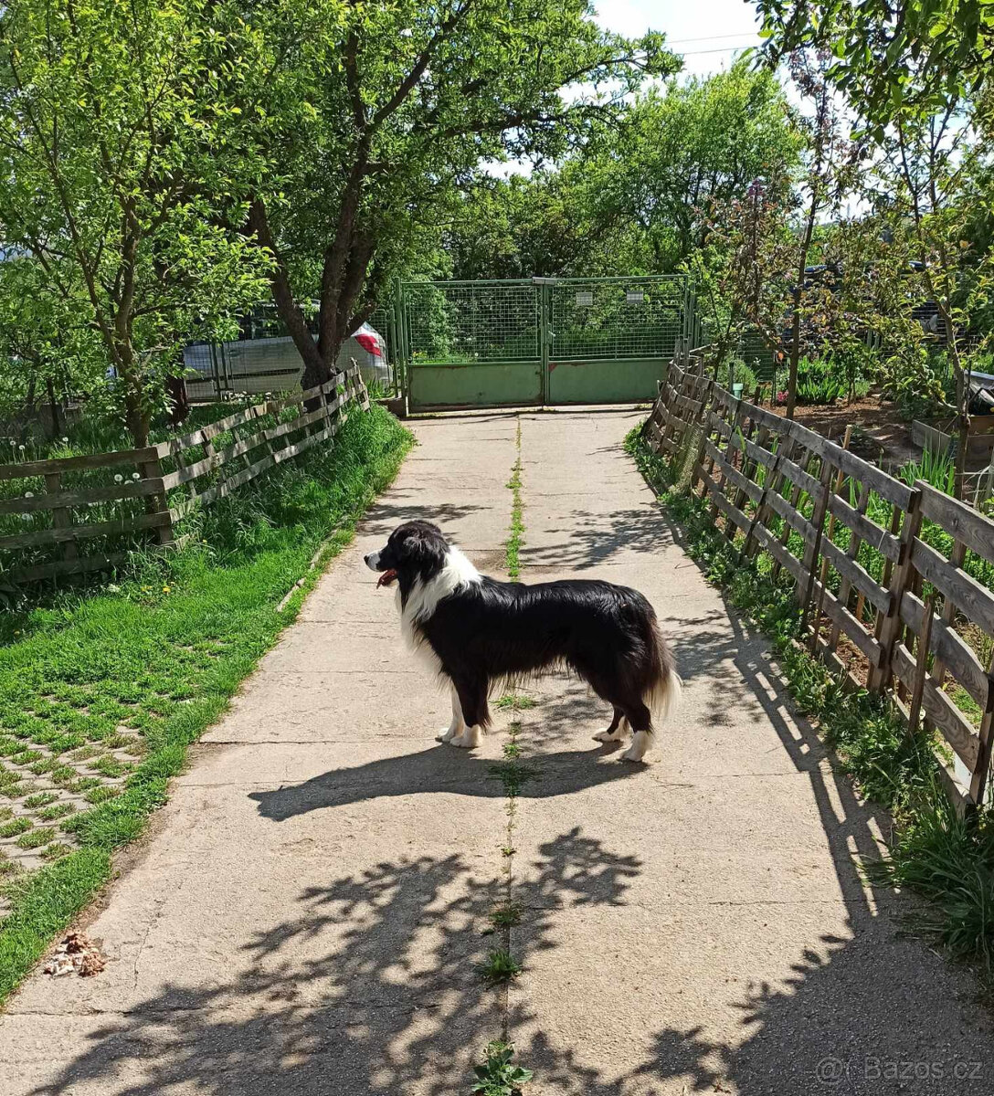 Border kolie - krytí - 2