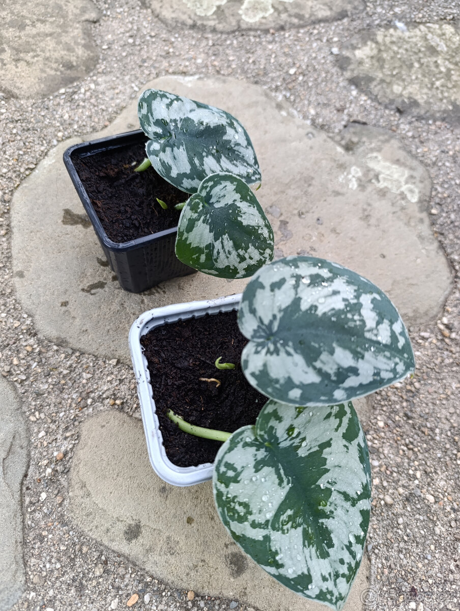 Scindapsus Pictus Exotica - 2