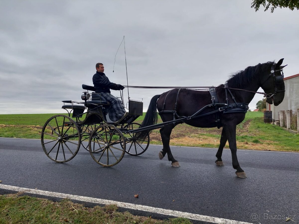 Spider phaeton, drezurní kočár - 2