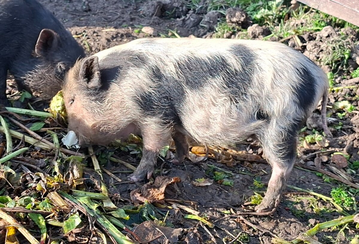 Gottingenská miniprasátka - 2