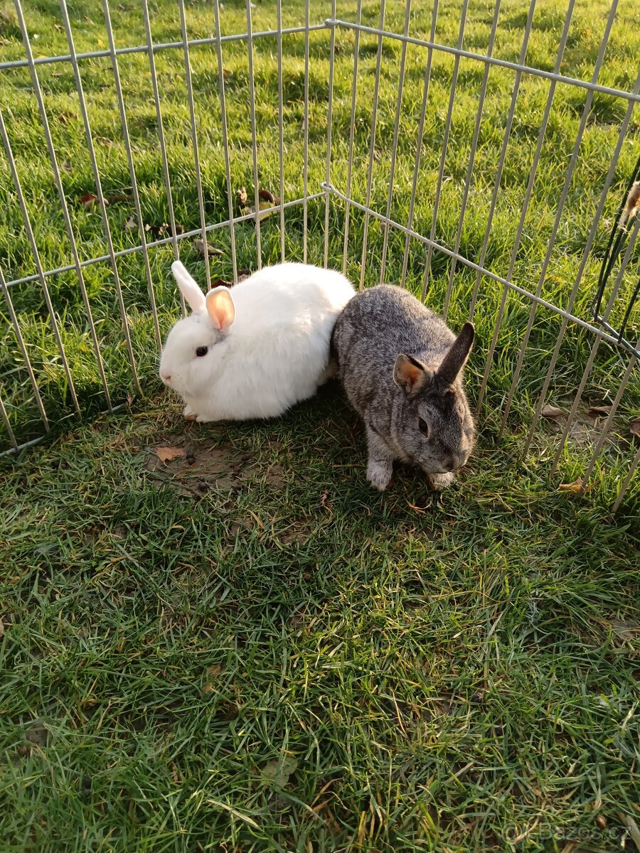 Zakrsly králík - 2