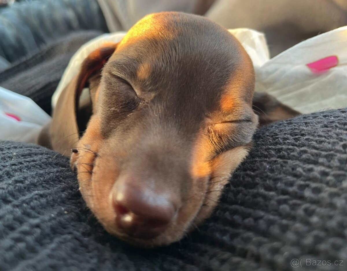 Trpasličí hladkosrstý jezevčík - 2