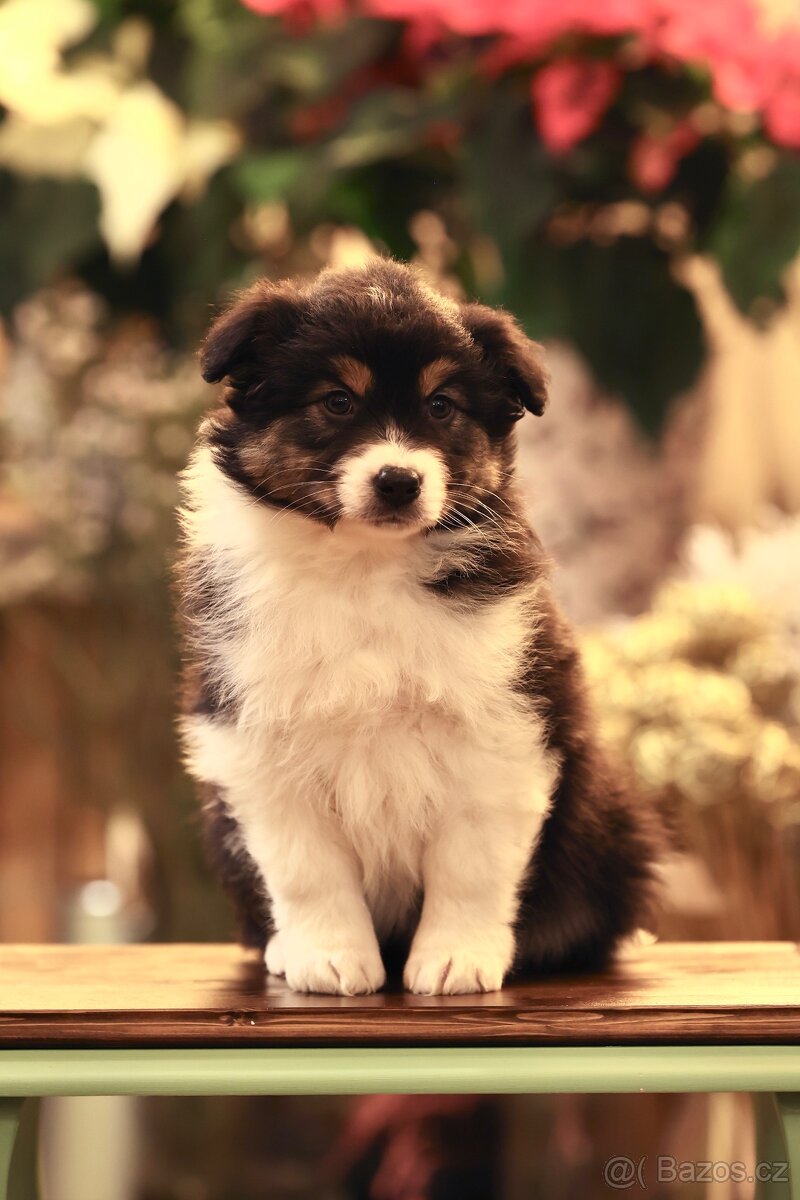 Australský ovčák - fenka Onyx - 2