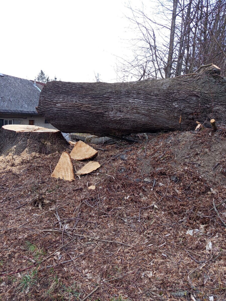 Prodám kmen lípy - 2