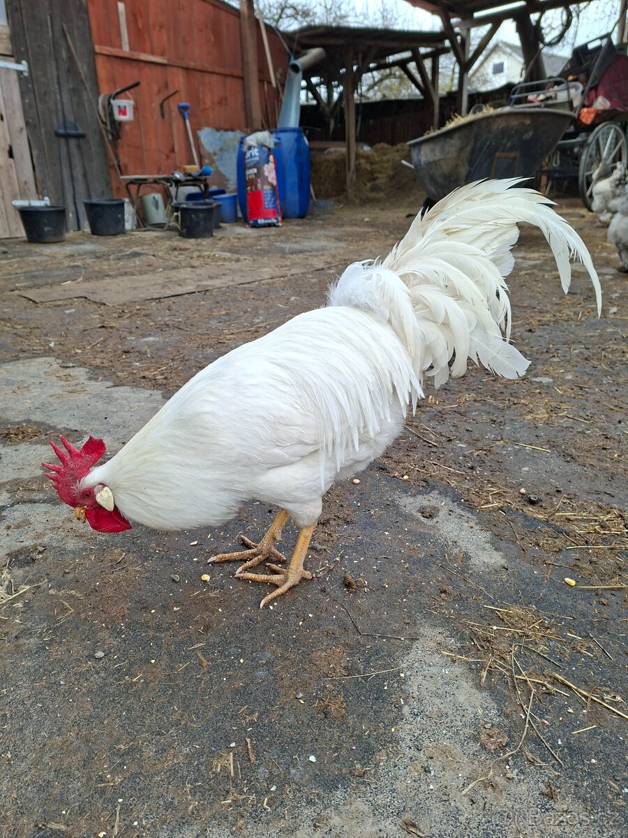 Kohout leghorn - 2