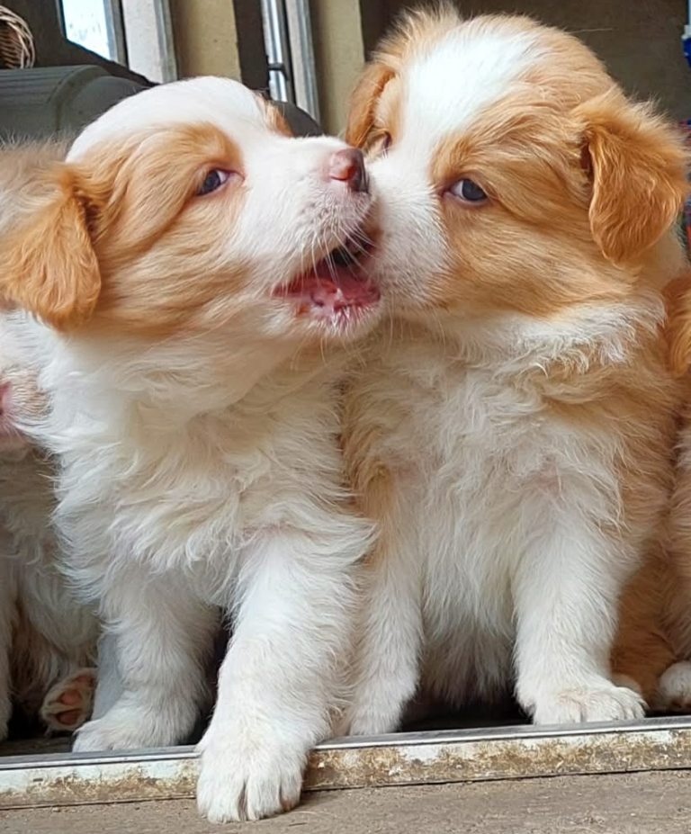 border kolie ee - red - 2