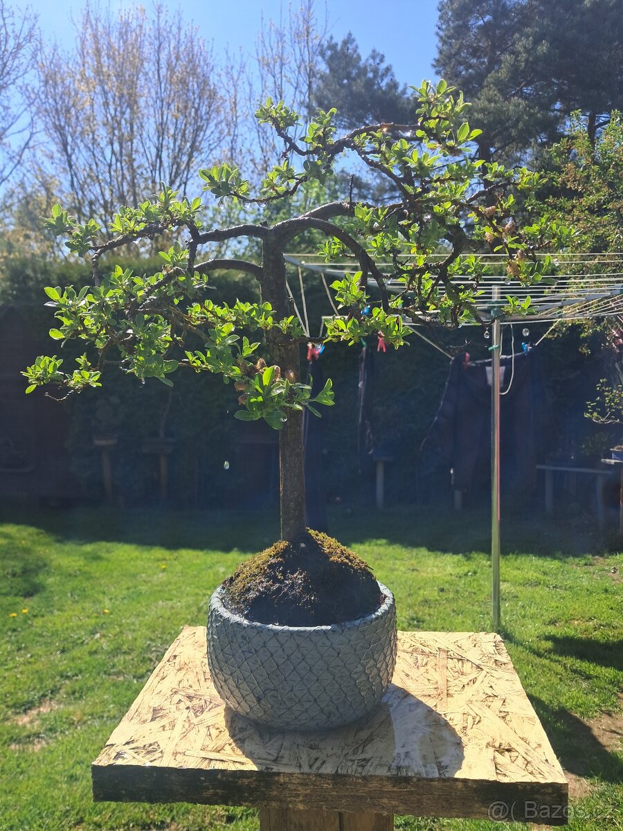 Bonsaj,bonsai - 2