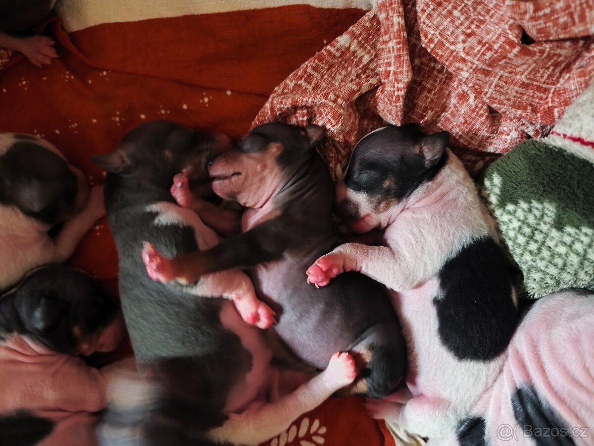 Americký bezsrstý teriér štěňata - 2