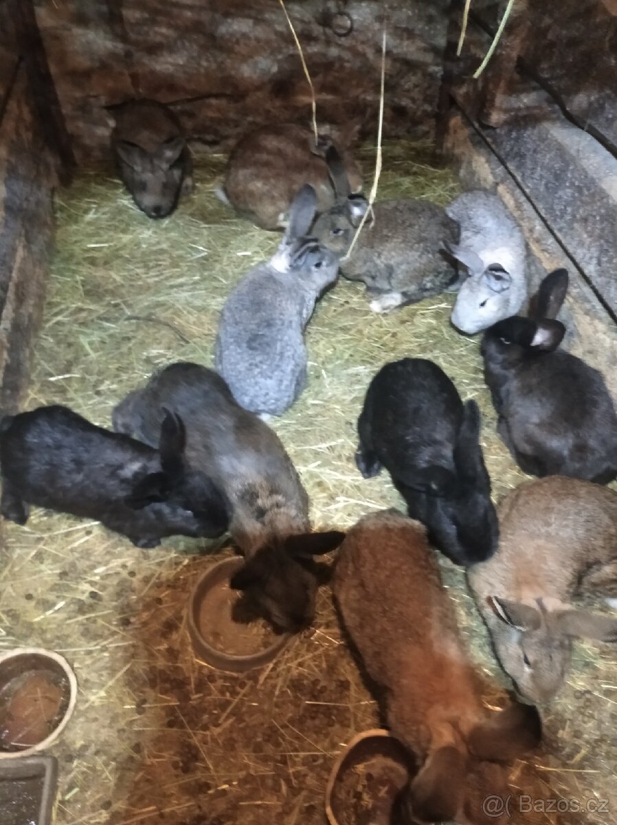 Králíci na prodej - 2