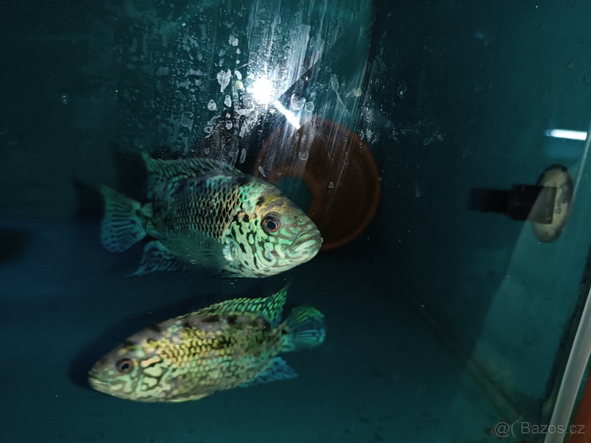 Prodám Kančíky Blue Jack Dempsey - 2