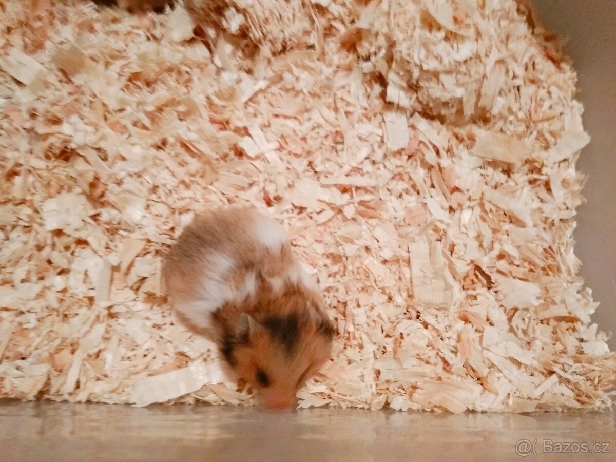 Křeček syrský/zlatý - 2