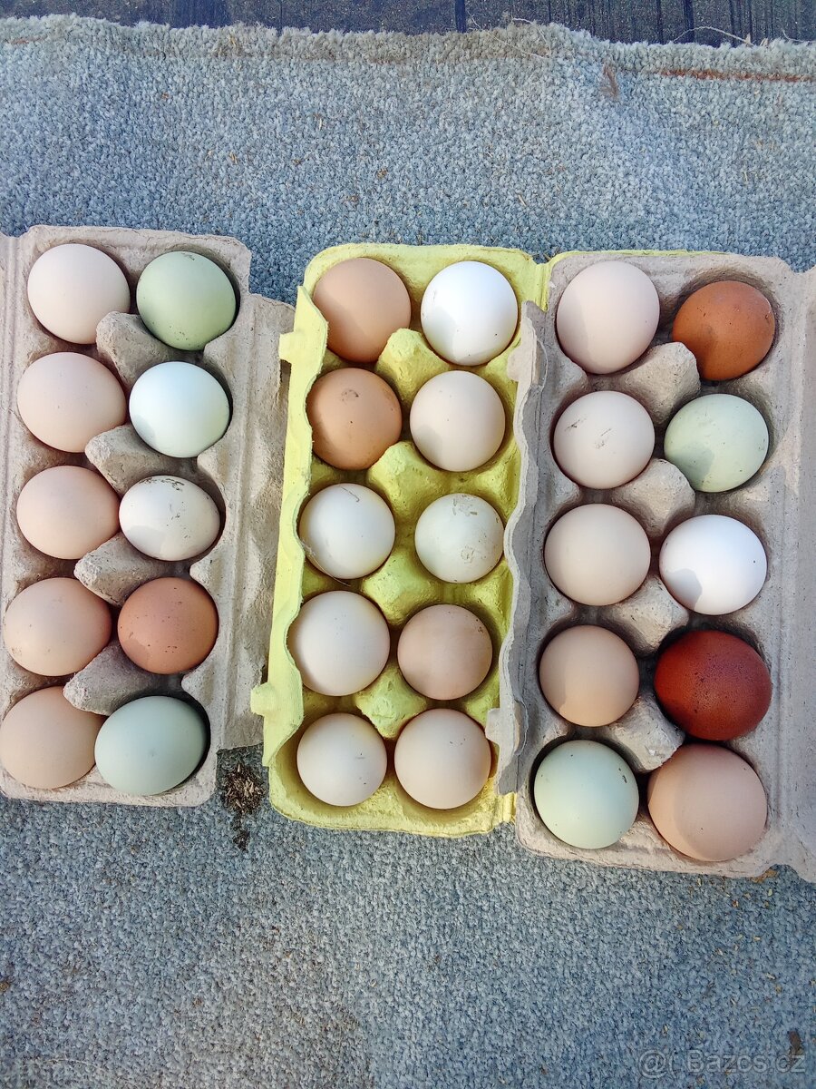 Vejce do líhně-70 kusů - 2