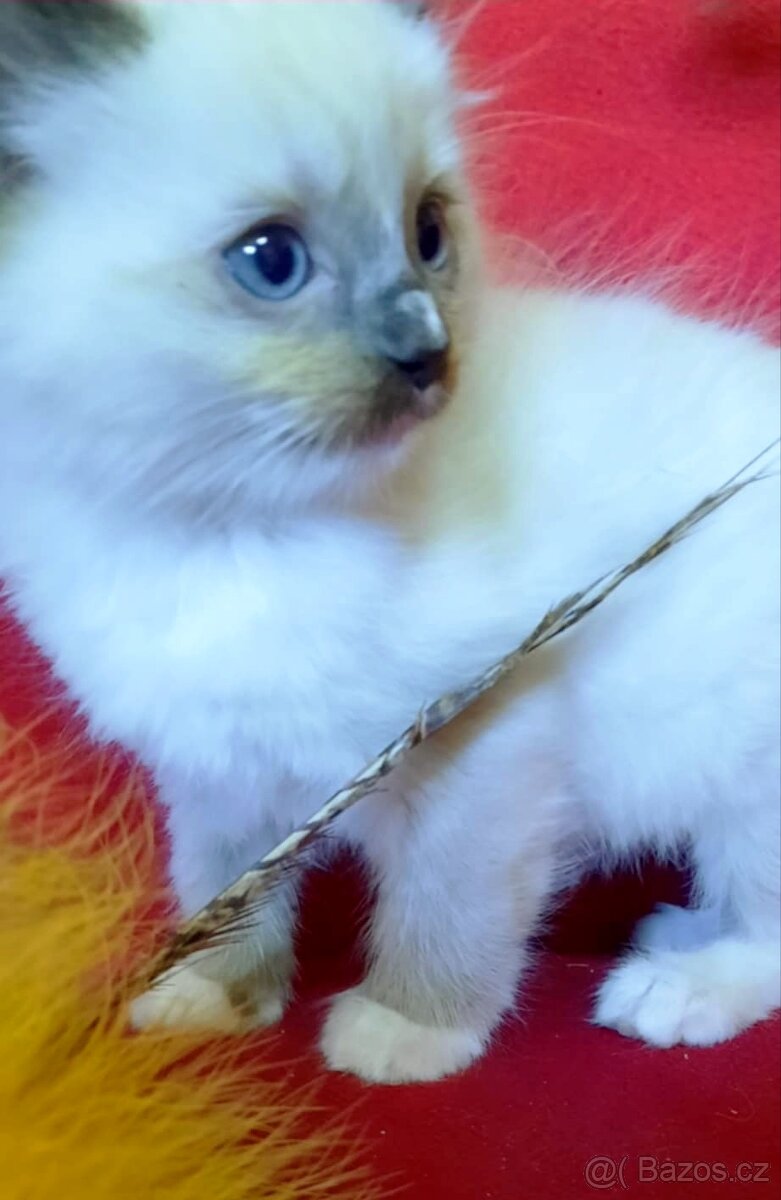 ragdoll kočička - 2
