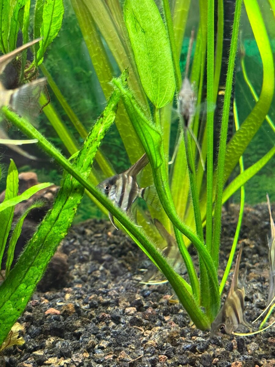 Skalara Amazonská - 2