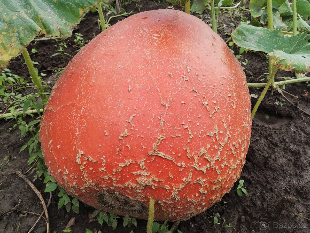 Dýně velka domácí - 2