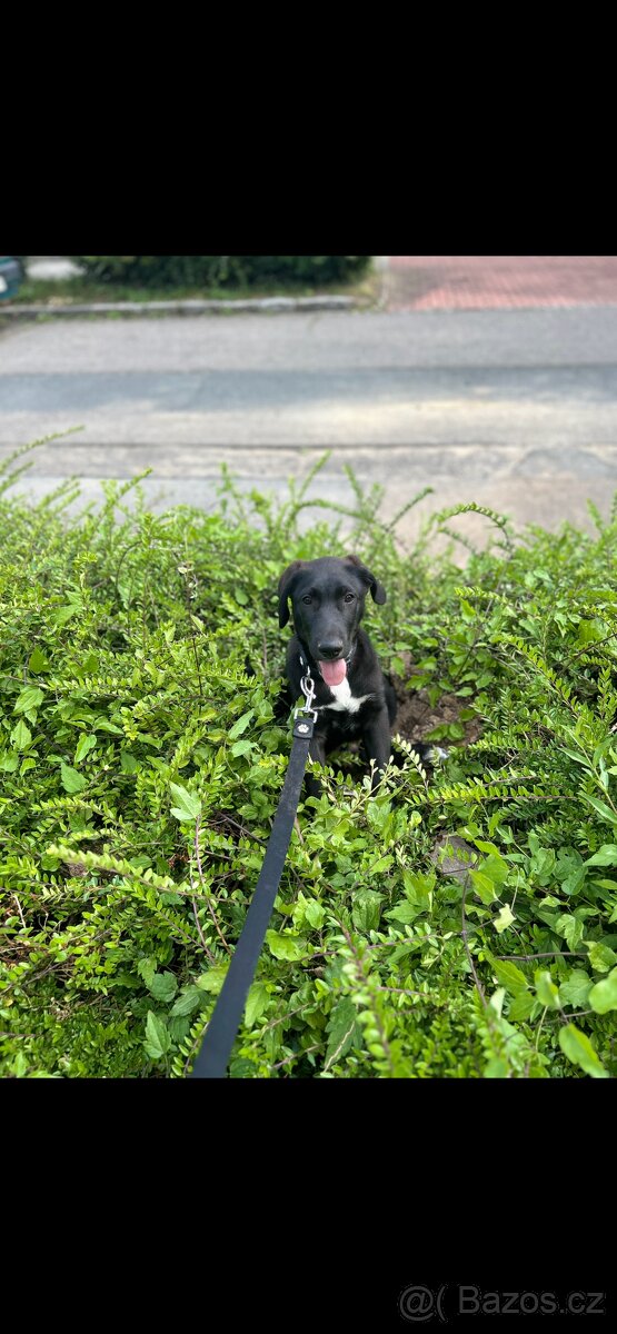 Daruji 7 měsíční štěně labradora - 2