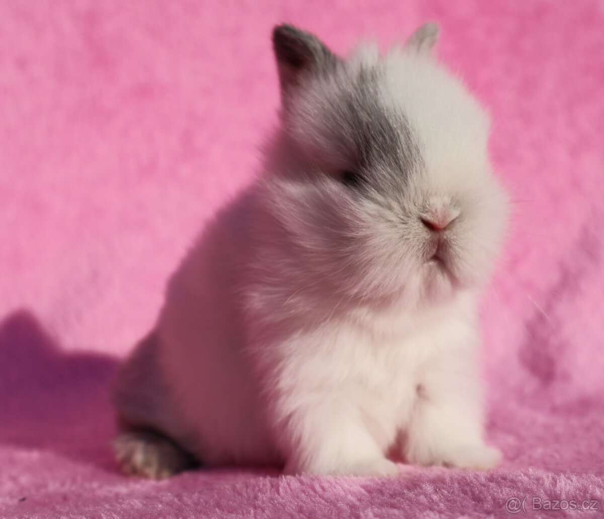 Zakrslý krátkouchý králíček lvíček . - 2