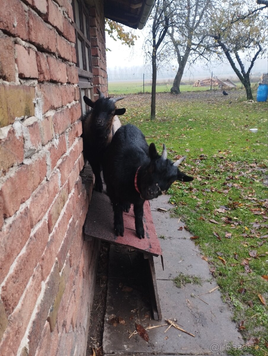 Kamerunské kozy - 2