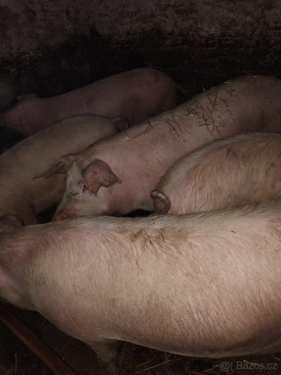 Vykrmené prase - 2