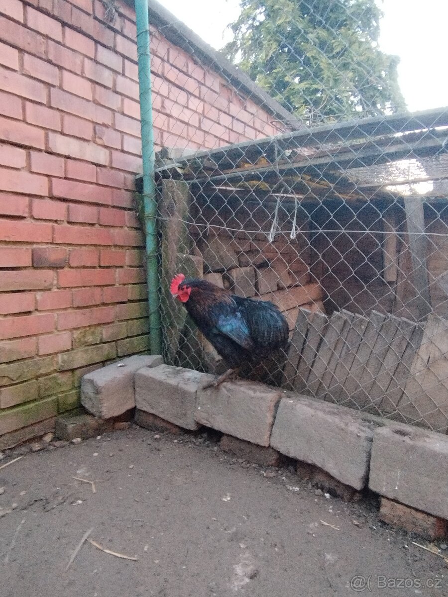 Prodám kohouta - 2