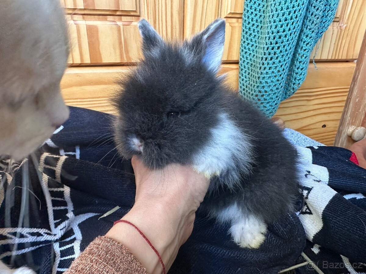 Zakrslý králík - 2