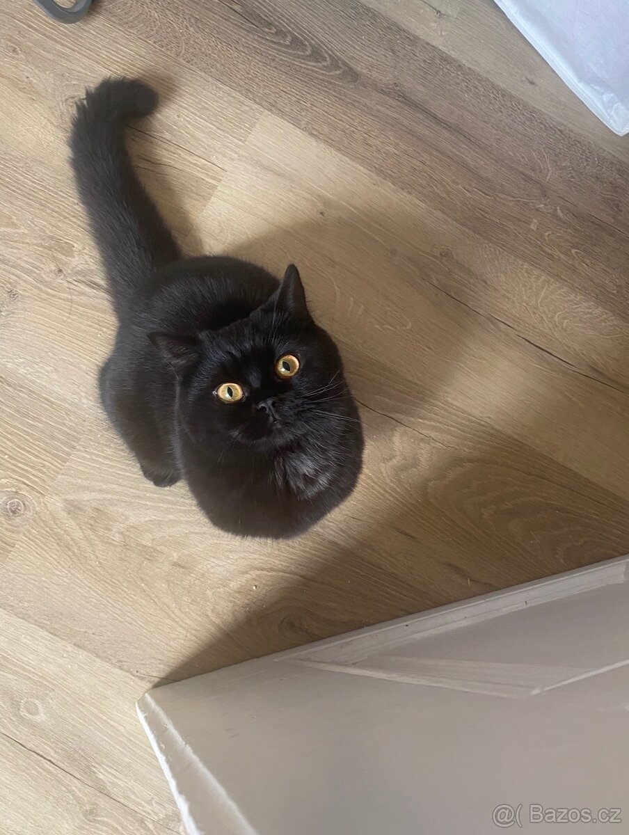 Daruji kocourka - 2