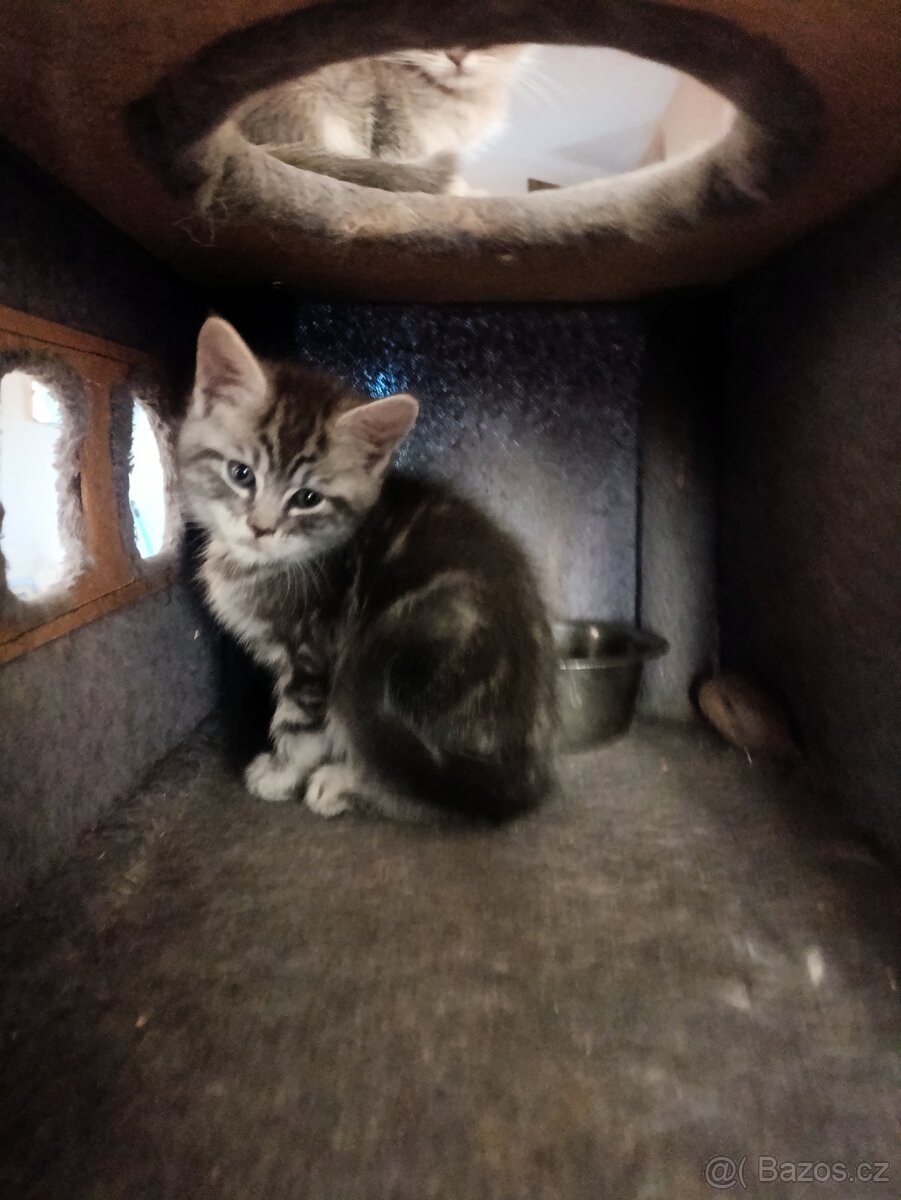 Britská Mainská - 2