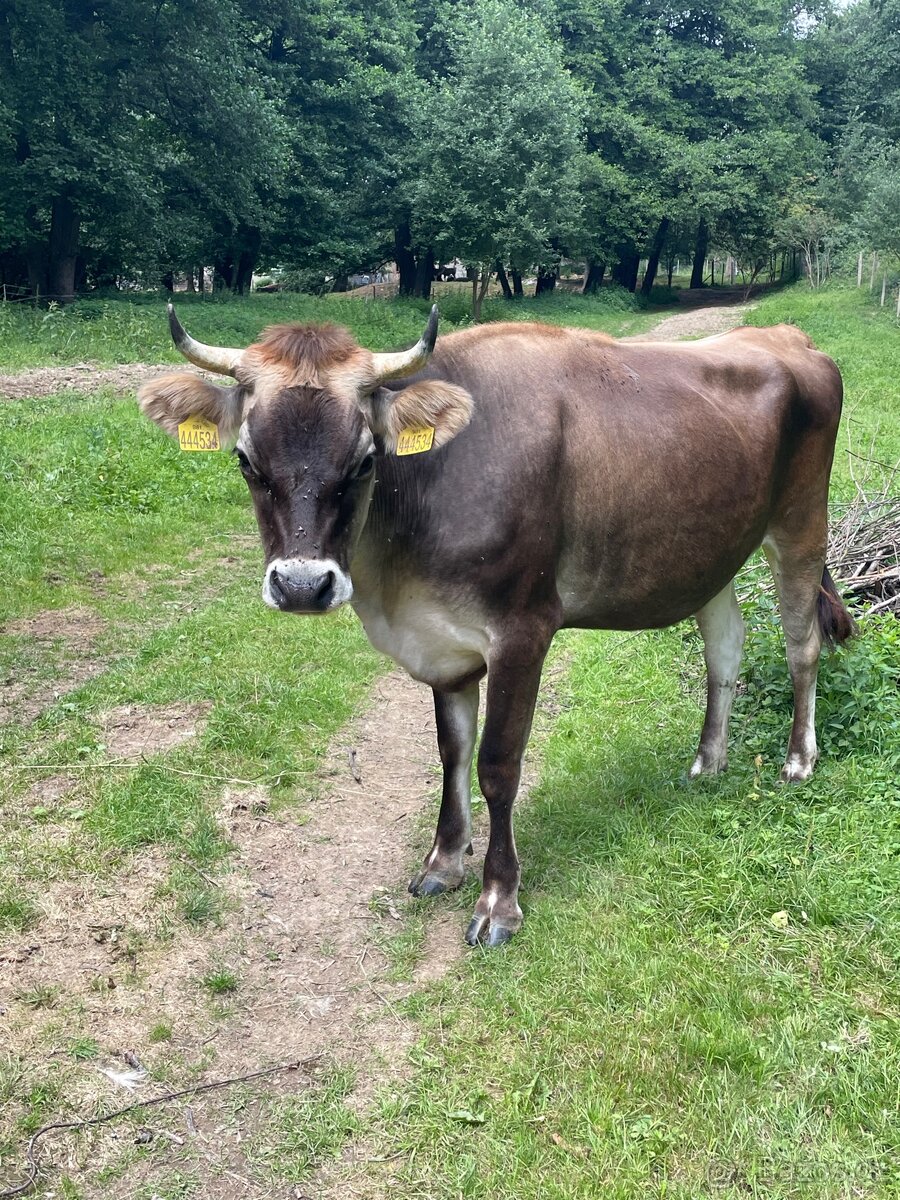Jersey x Brown Swiss - 2