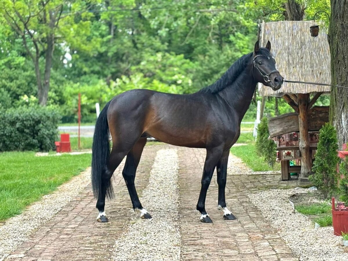 Jumping Horse Forsale - 2