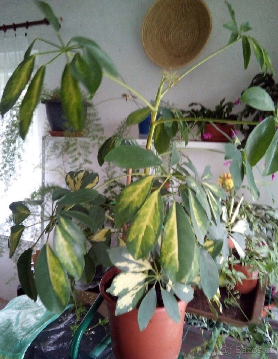 Schefflera Arboricola - 2