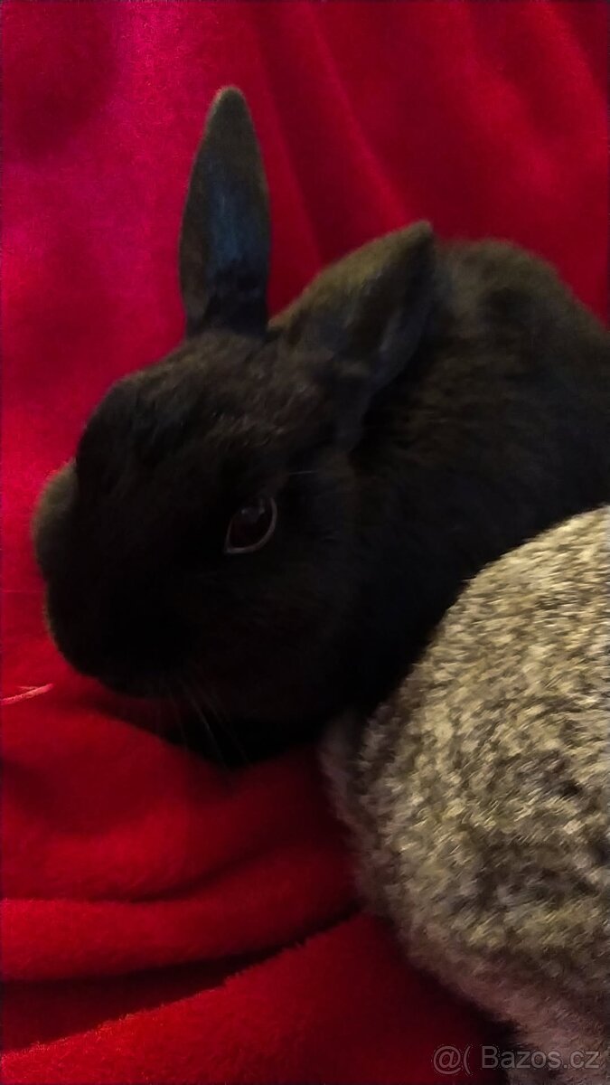 Zakrslý králík - 2