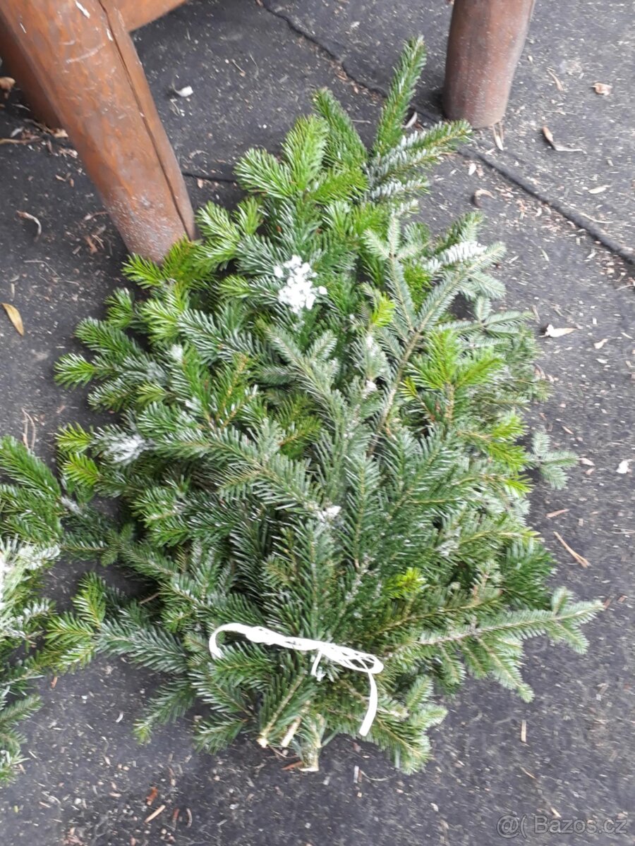 svazek větví jedle kavkazská borovice vánoční stromek - 2